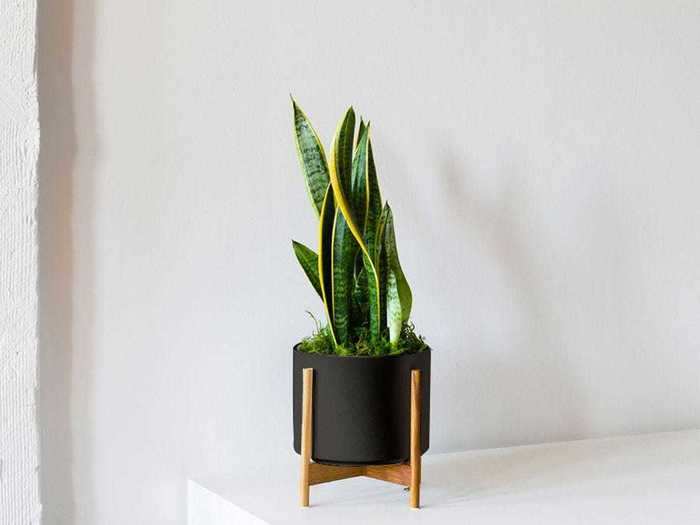 Snake plant