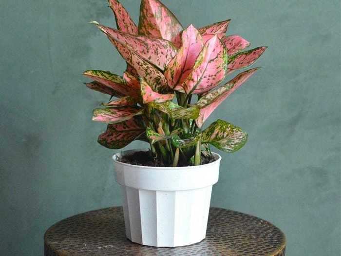 Chinese evergreen