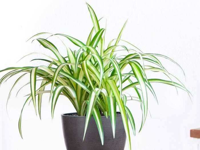 Spider plant