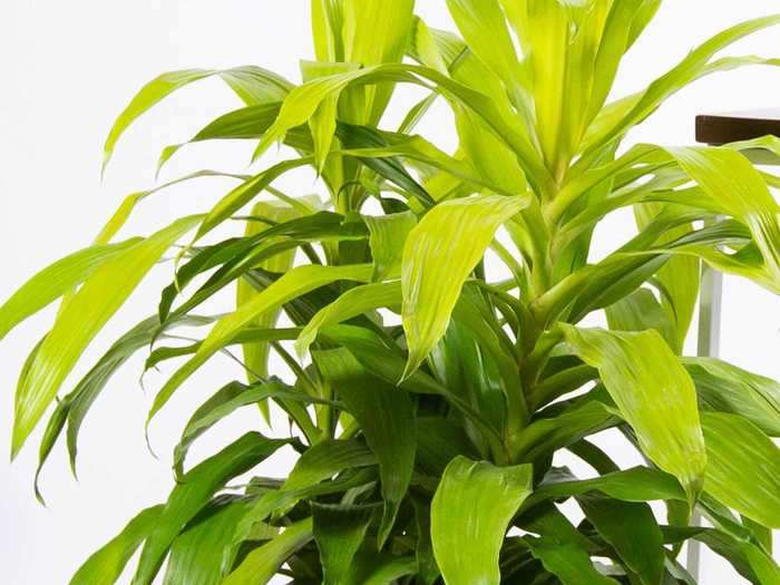 Dracaena