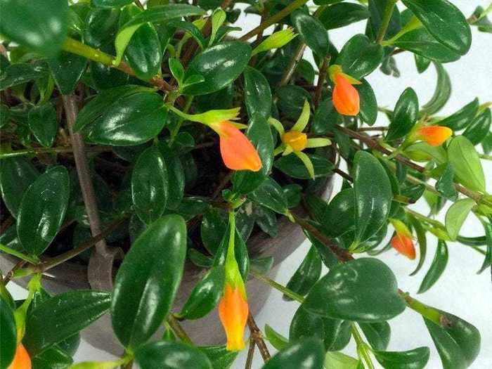 Goldfish plant