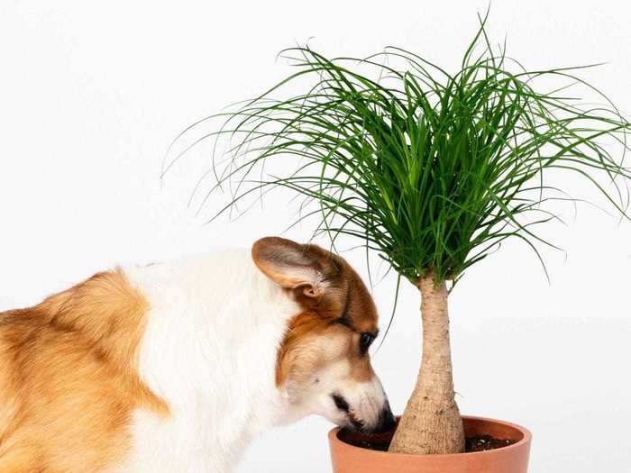 Ponytail palm