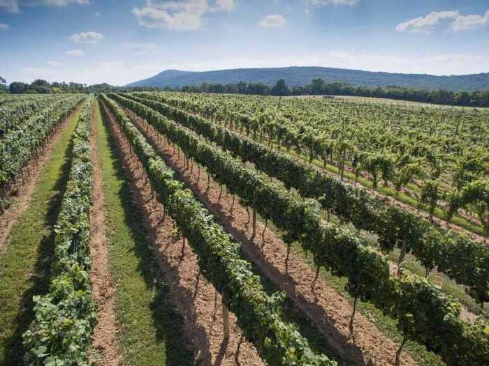 Big Cork Vineyards