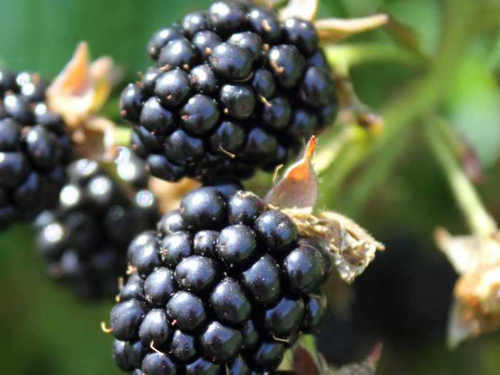 Blackberries are known to help aid with digestion and keep your skin looking young.