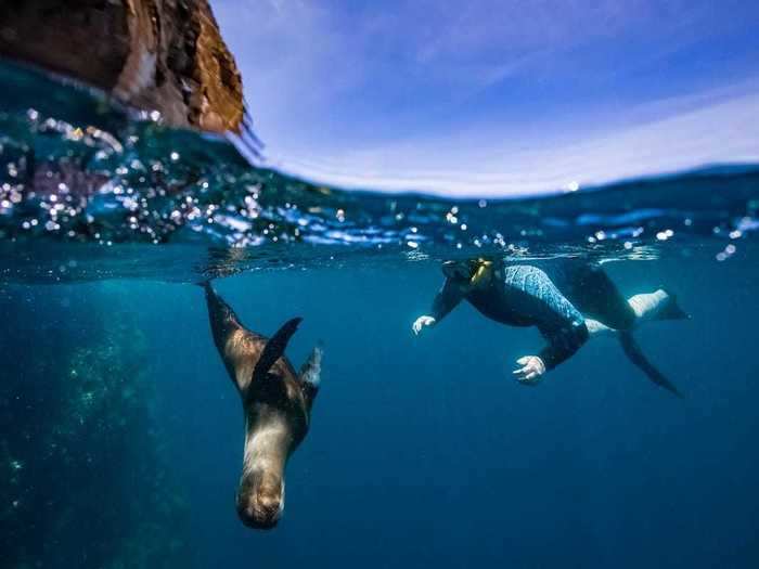 An exploration of animal diversity in the Galápagos Islands.