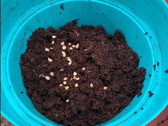 Once I potted the soil, I added the packet of tomato seeds and covered them with dirt.