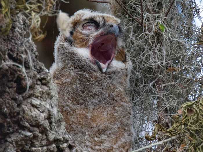 But mostly, Estrada likes posting photos that were taken on the same day, so that anyone coming to Florida can know which birds are there at that moment.