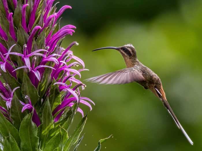 Some birds were more difficult to capture than others. "All the hummingbirds are a challenge," she said.