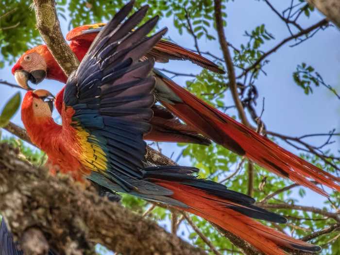 She traveled to Costa Rica to see bird species she can