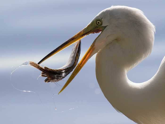 "I talk to all the birds that I photograph. I say hi to them," she said.