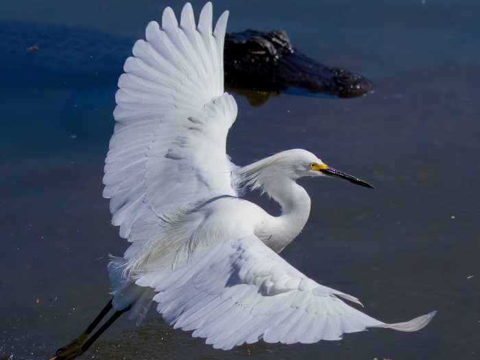 Estrada said the key to getting a great shot is knowing the birds and spending time in their habitat.