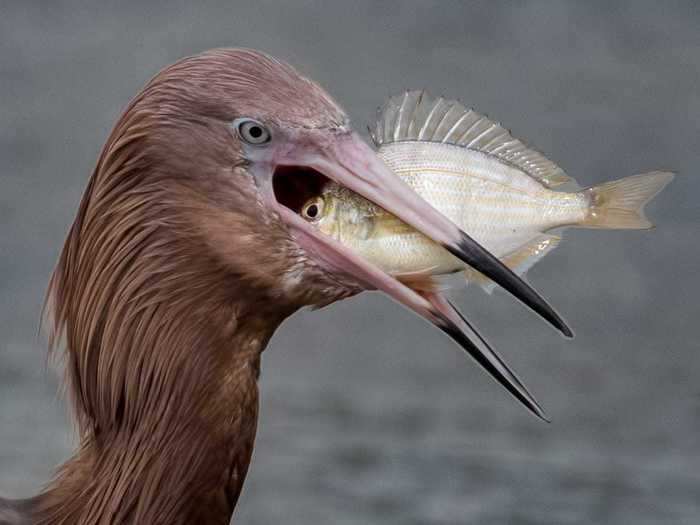 She also managed to capture an egret as it snacked on a fish.