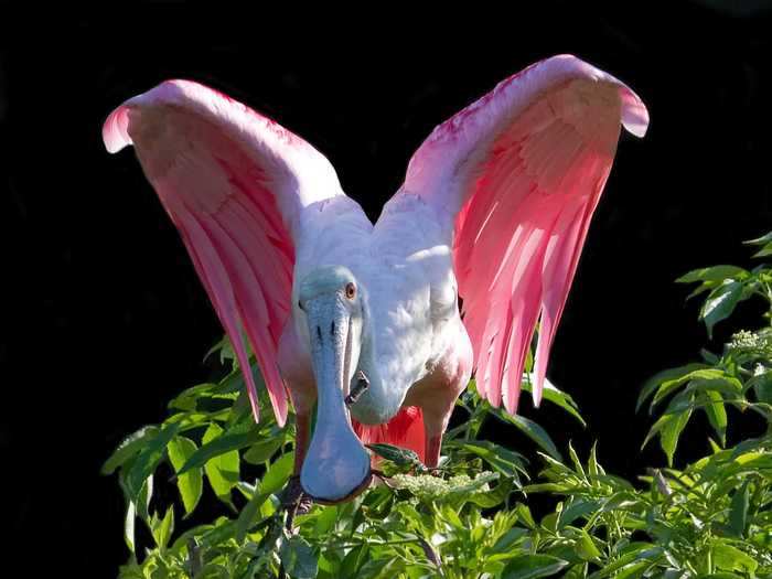 "Every bird has a different personality. Spoonbills are some of the most awesome birds out there," she said.