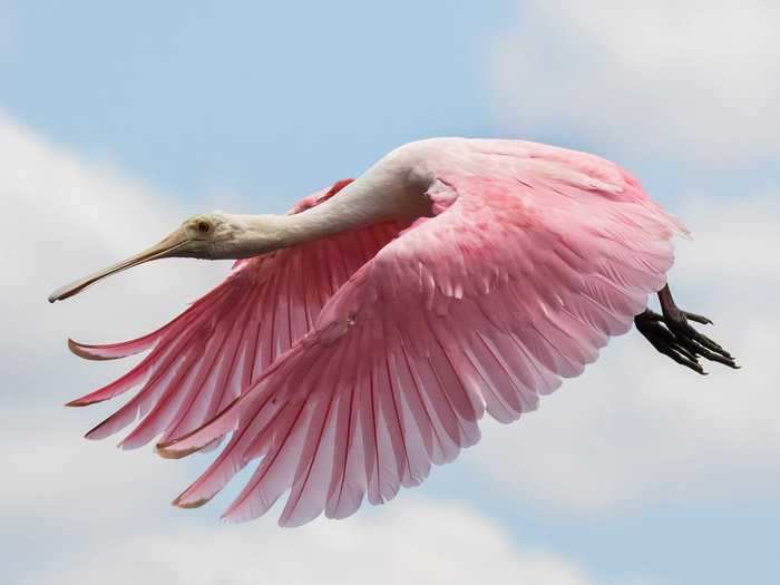 Estrada has become friendly with many of her local birds, which she calls her "usual suspects." The spoonbill below is one of them.