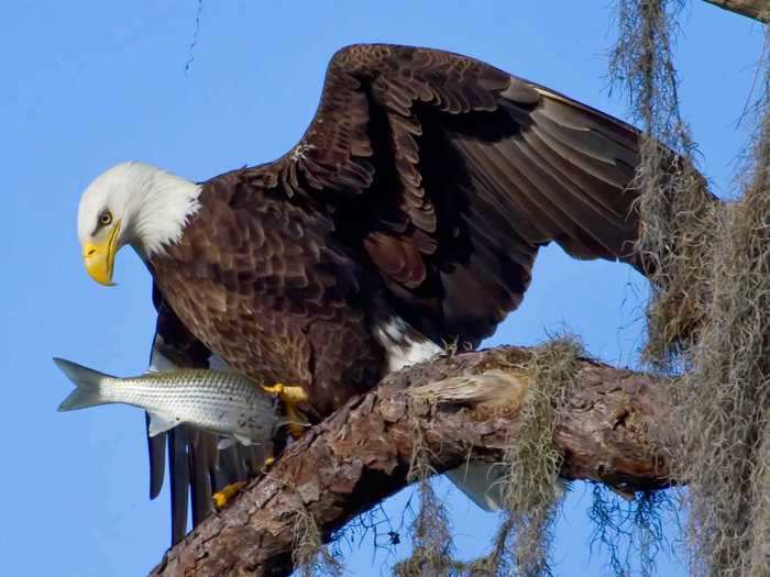 "I drove up the road and spent about two and a half years focusing just on eagles. I was totally fascinated by them," she said.