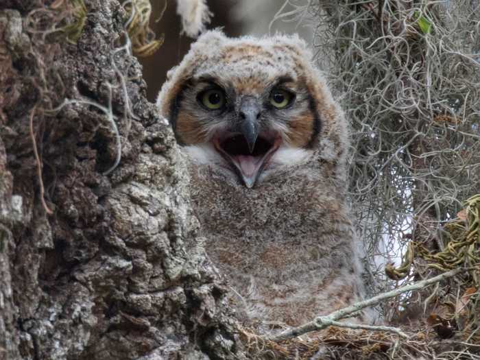 The first bird photo she took was in her local park, where another bird photographer gave her a tip on where to find bald eagles.