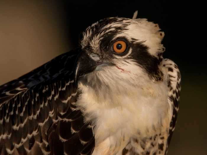 Andrea Pico Estrada has been photographing birds in Florida since she moved there from New York 11 years ago.