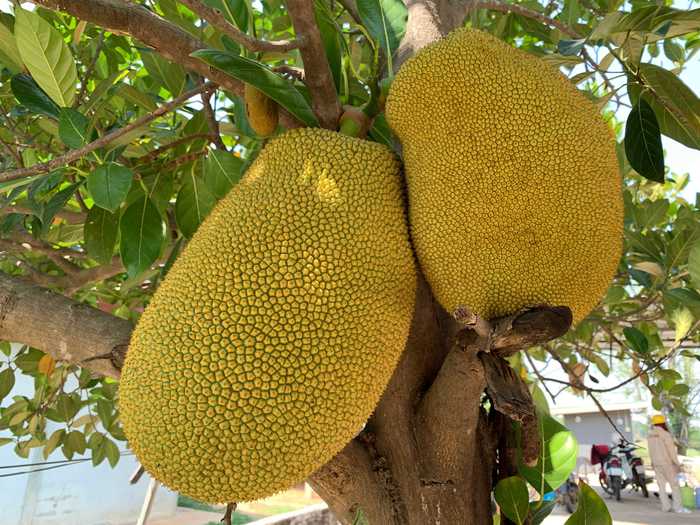 Jackfruit is said to have originated in India, and it has spread to many Asia countries.