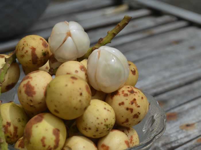 The Langsat is common in Malaysia where the bunches are shaken off trees.