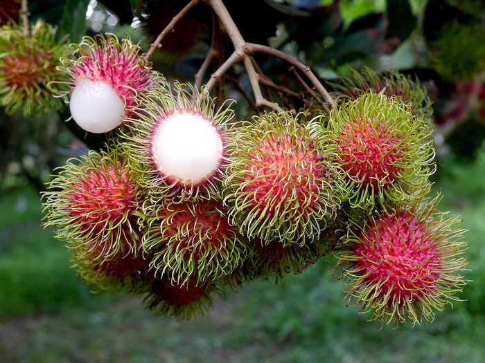 Rambutans get their name from their hairy appearance.