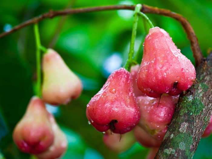 Rose apples are a common fruit in Southeast Asia.