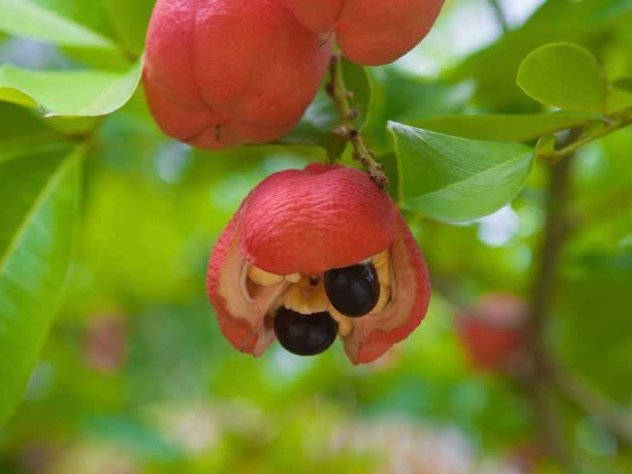 Ackee is the national fruit of Jamaica.