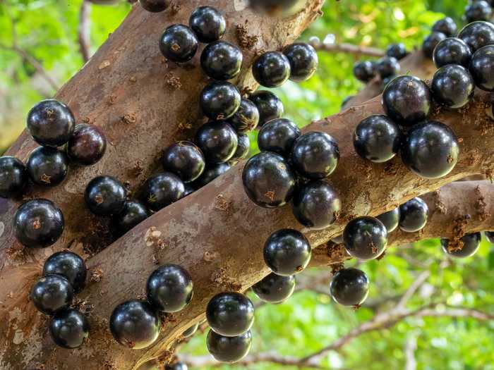 Jabuticaba is a fruit, similar to grapes, that often grows in Brazil.