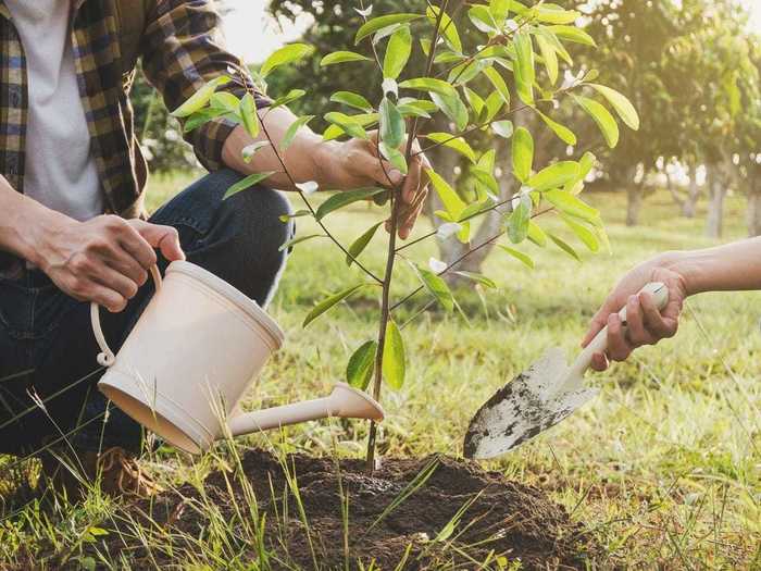 The best for trees and shrubs