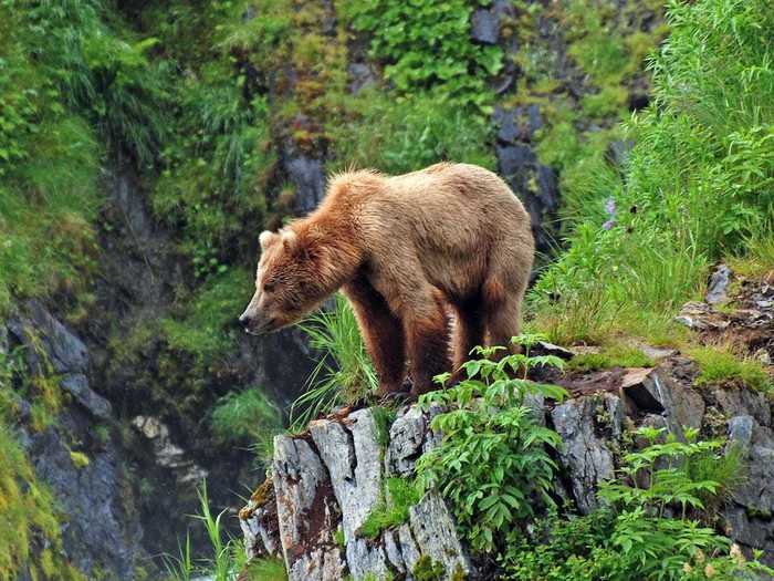 Kodiak Island, Alaska, USA