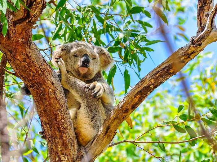 Magnetic Island, Australia