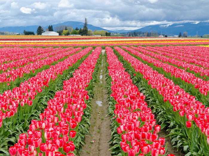 Skagit Valley Tulip Fields in Washington is a stunning landscape in the spring.