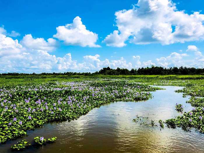 LOUISIANA: Bayou Segnette State Park in Parish