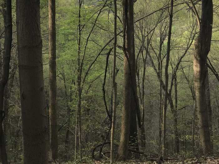 KENTUCKY: Jefferson Memorial Forest in Fairdale