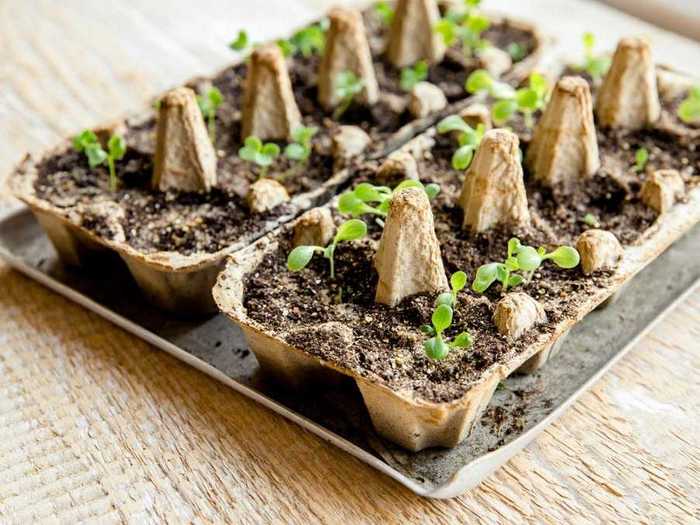 If you want to plant an herb garden, an egg carton is a great tool to get your seeds started.