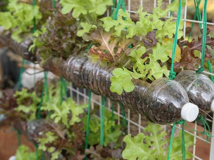 Plastic soda and water bottles can also be used as planters for growing flowers and vegetables, like lettuce, in the garden.