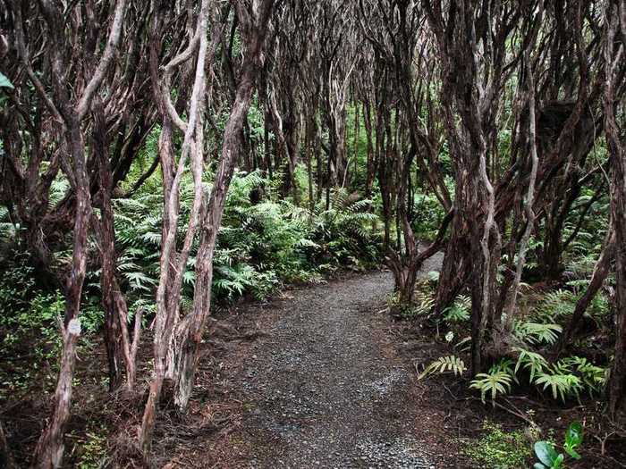 Rātā Forest in Auckland Islands, New Zealand, is characterized by dark green leaves and gnarled, twisted trunks.