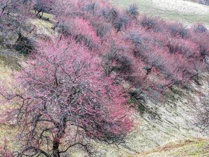 You can find some of the most beautiful fruit trees in the Yili Apricot Valley in China.