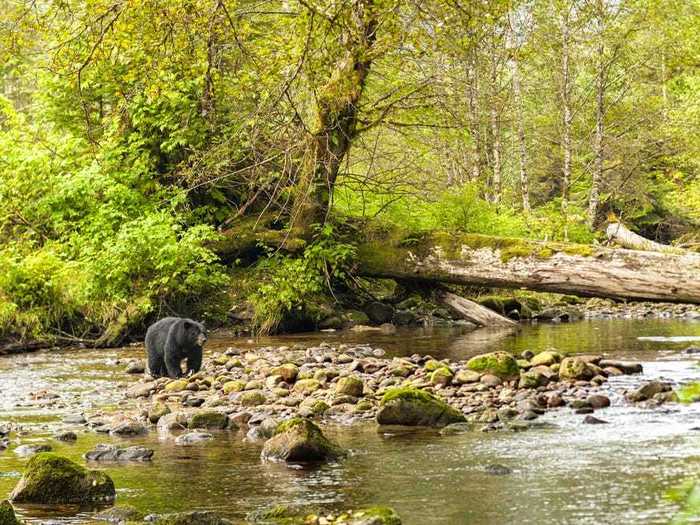 The Great Bear Rainforest in Canada is part of the world