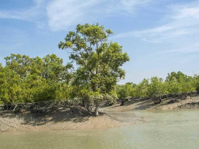 The Sundarbans in India are home to the world