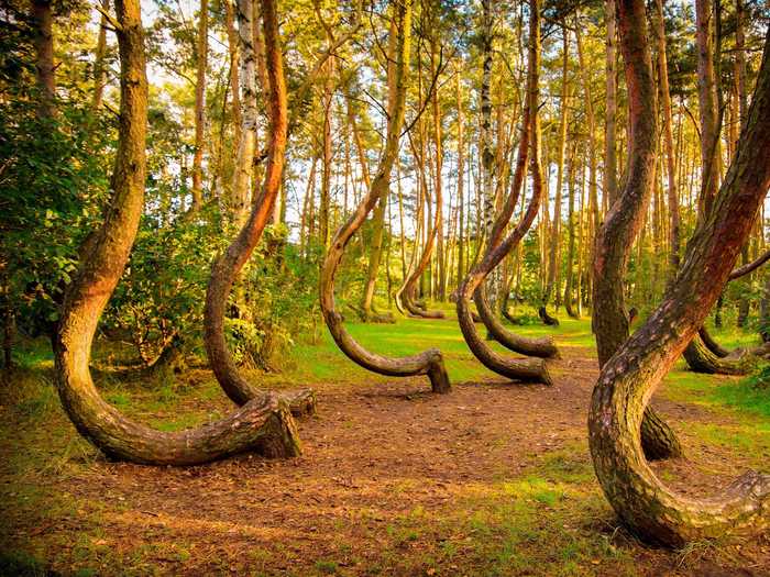 The strange-looking trees in the Crooked Forest in Poland give this landscape its name.