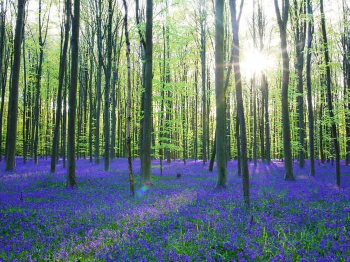 The Hallerbos Forest in Belgium is famous for its bluebell flowers that carpet its floor each spring.