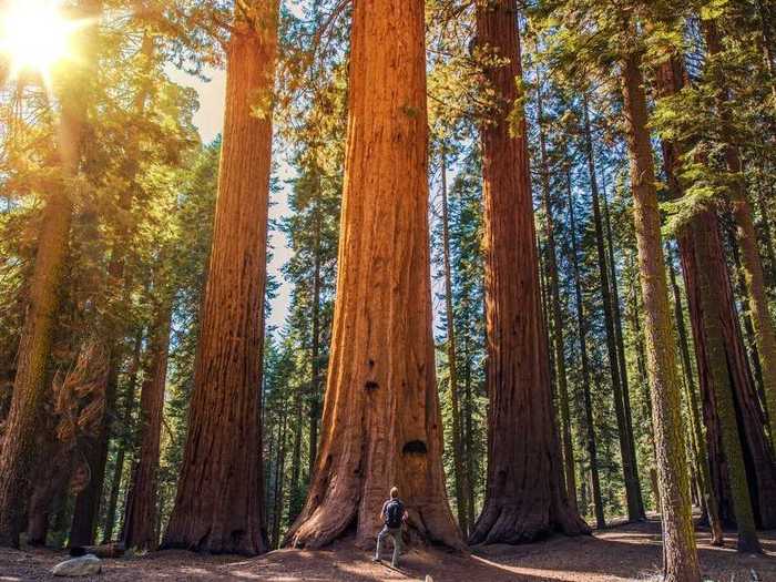 The trees in Sequoia National Forest in California are some of the world