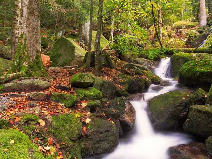 The Black Forest in Germany inspired the dark tales of the Brothers Grimm.