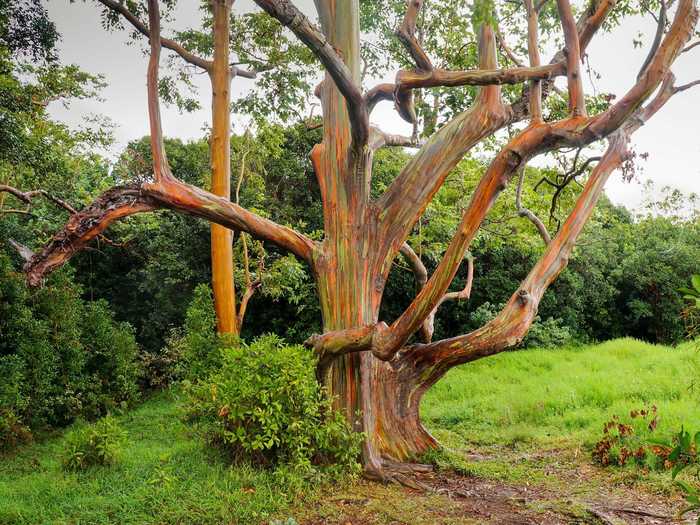 The trees of the Rainbow Eucalyptus Forest in Hawaii look like they were painted in virbant colors.