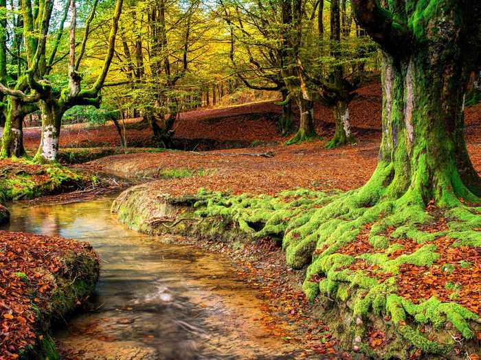 The ethereal landscape of the Otzarreta Forest, in Basque Country, Spain, is really something to marvel at.