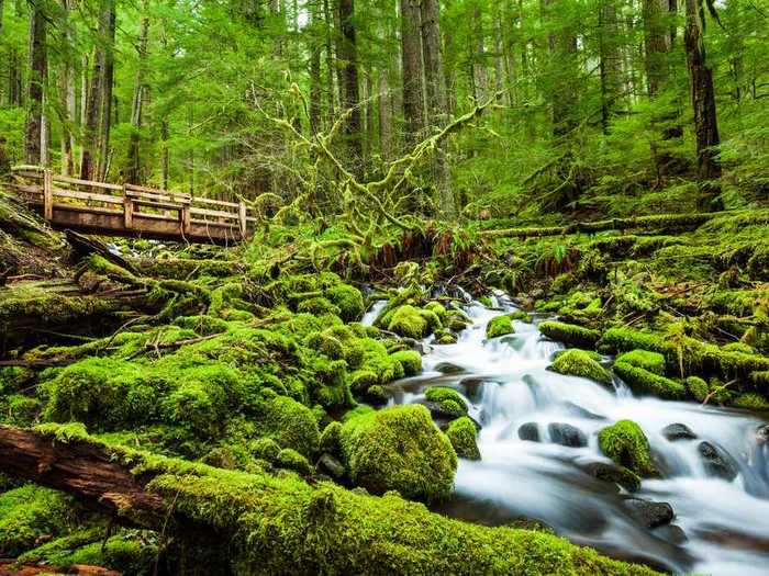 The Olympic National Forest in Washington, United States, is a tranquil shade of green.