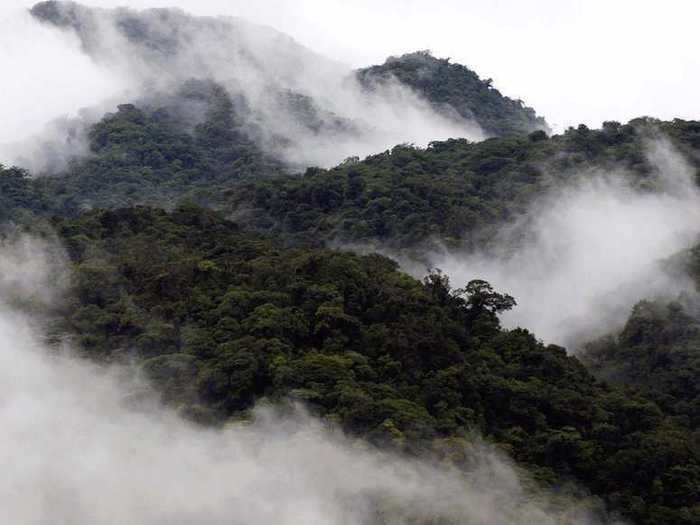 A cloud-like mist gives the Monteverde Cloud Forest in Costa Rica its name.