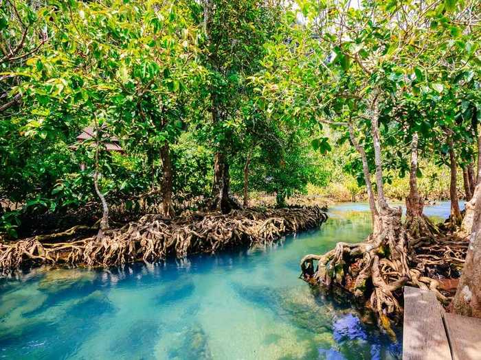 The bright blue water at Tha Pom Khlong Song Nam in Thailand is mesmerizing.