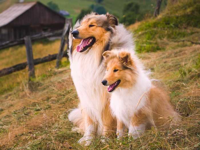 Are male dogs friendlier than female dogs, or vice versa?