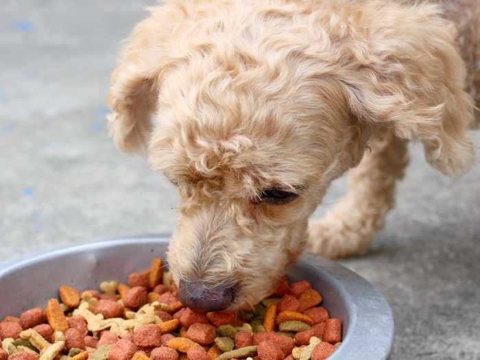 Is it OK to feed your dog only dry food?